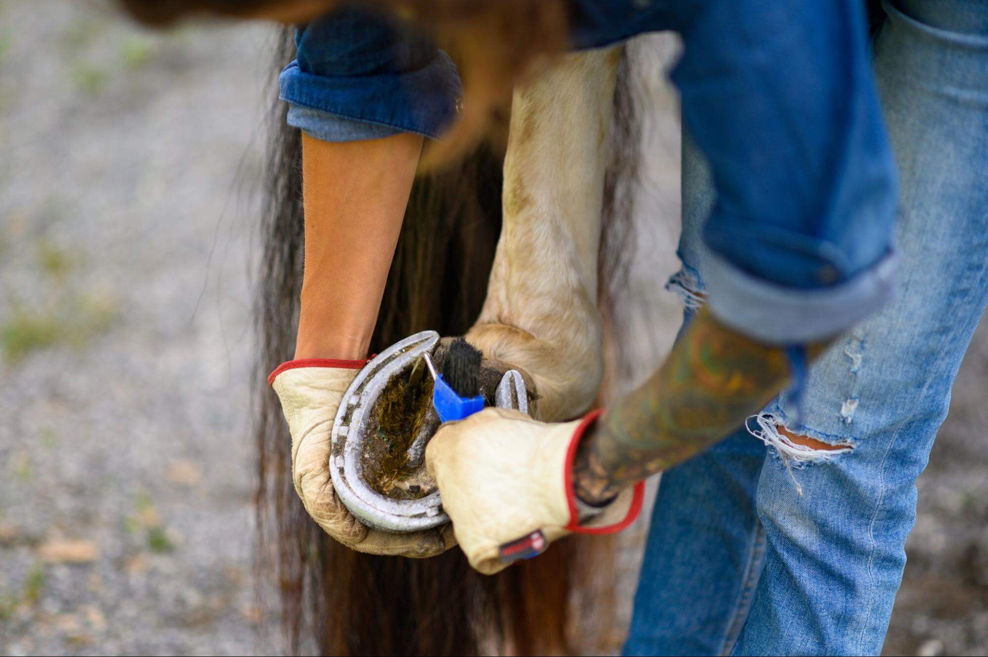 ferradura de cavalo sendo limpa